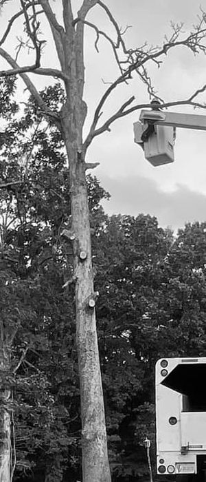 Tall tree